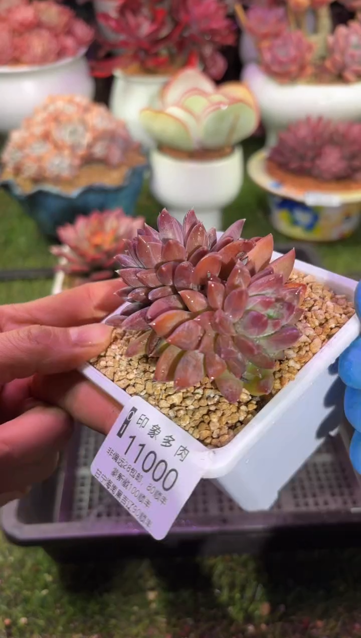 【闪购商品】11000