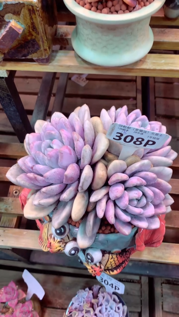308P（一物一拍，精品多肉，所见即所得 ）