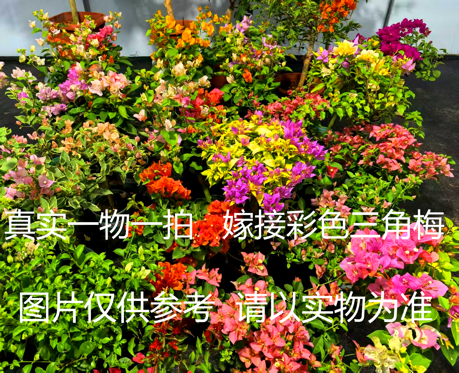 嫁接彩色三角梅花卉盆栽真实一物一拍花卉三角梅花盆栽盆栽