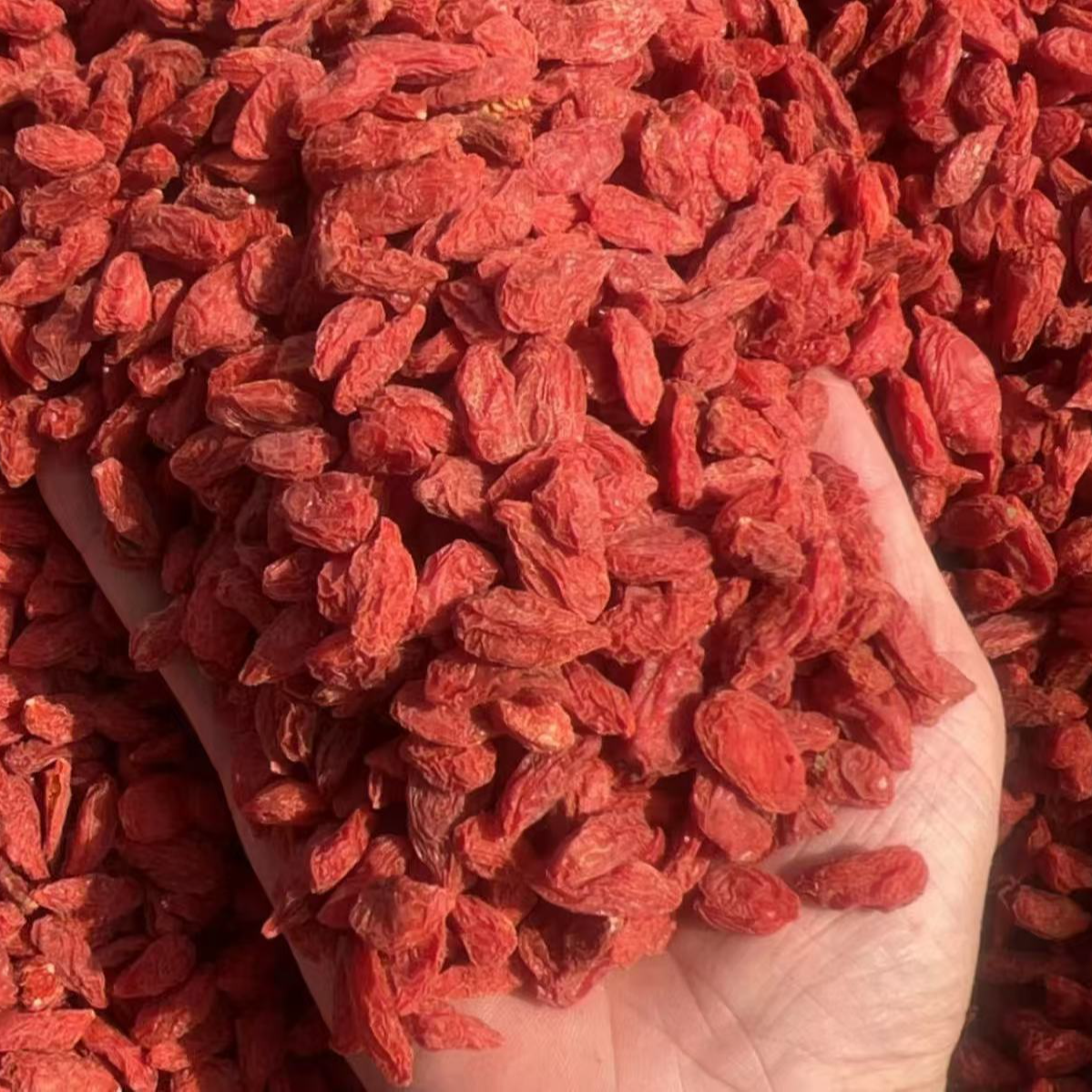 【罐装】特惠宁夏枸杞头茬红枸杞无硫