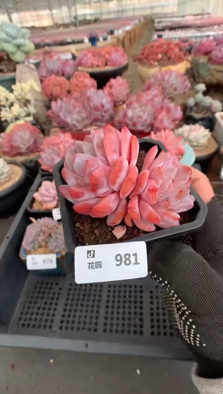 981雪天使一物一拍