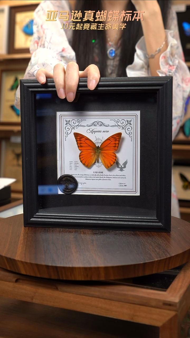 红翅尖粉蝶盲盒版7寸方框