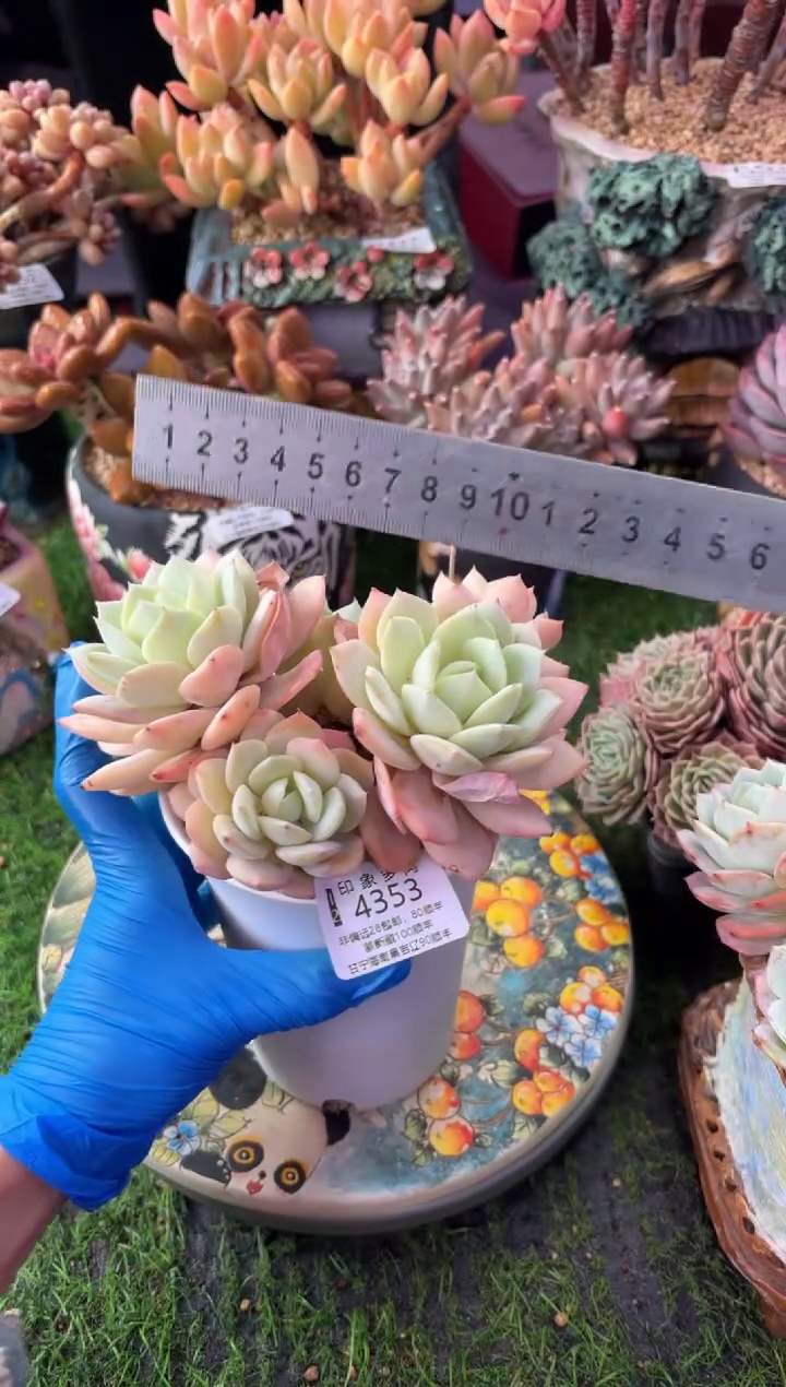 昆明印象多肉4353