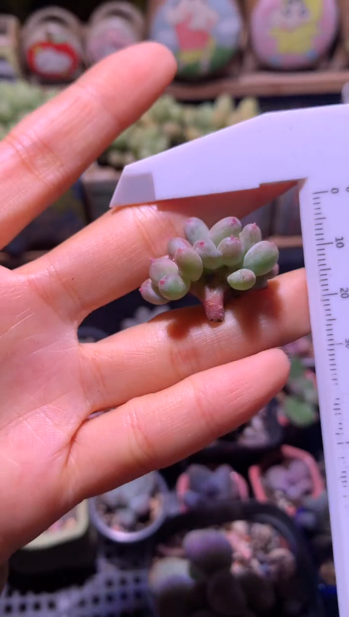 红宝石苹果缀化树杈，满28包邮，不满发一个叶片到付