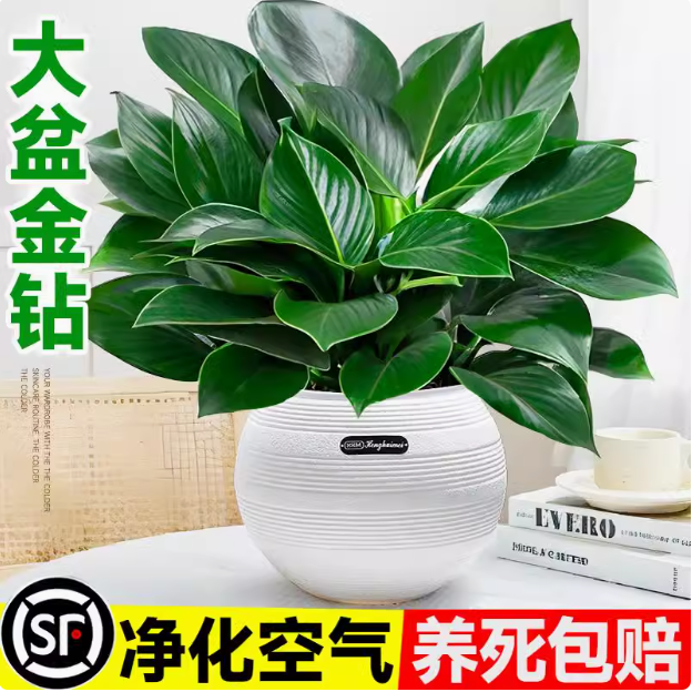 大叶金钻适合室内绿公主土培吸甲醛净化空气绿植四季常青好养翠绿