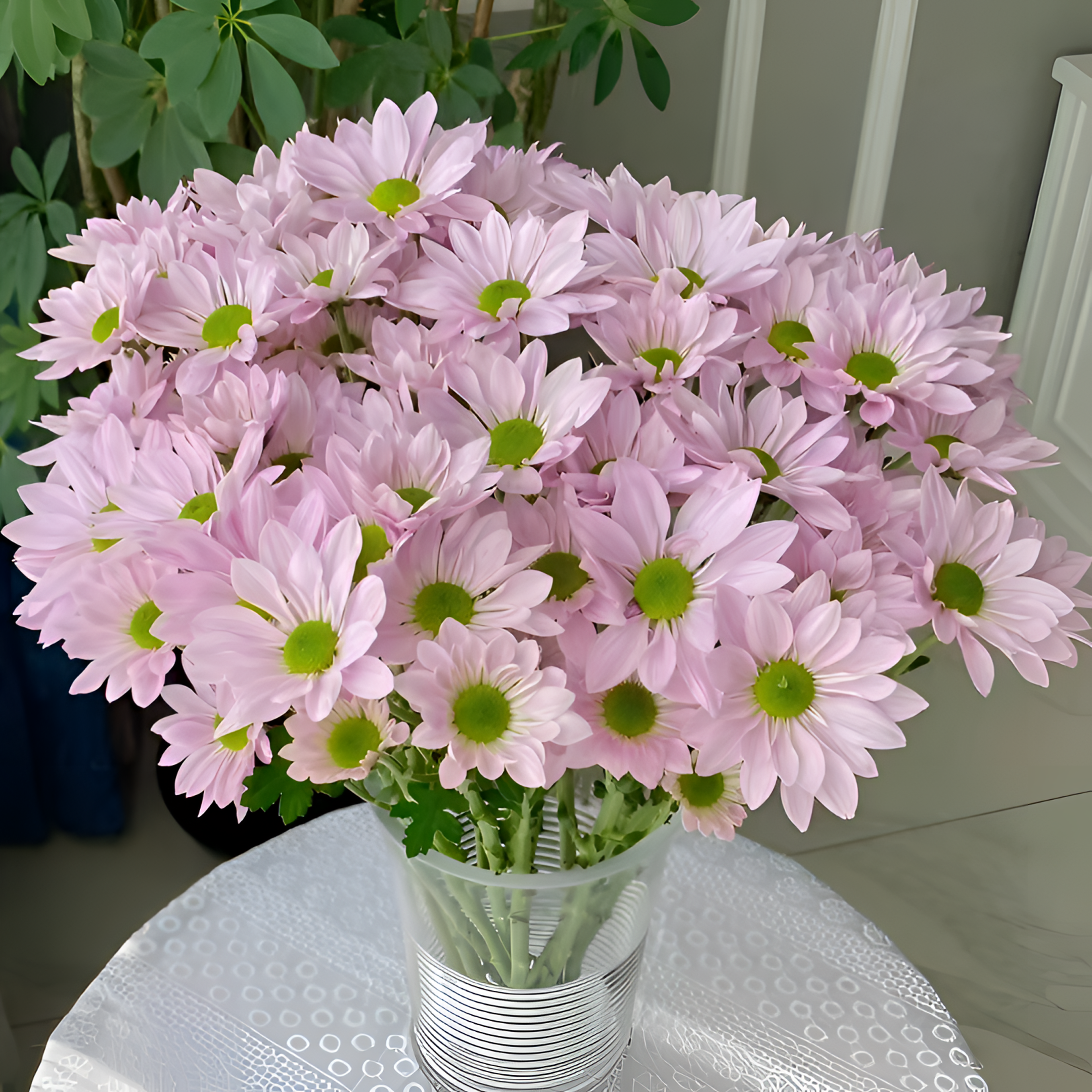 【银座鲜花】粉色三文鱼-雏菊/小菊(多头)菊类原装整扎10支每扎2单包邮鲜切花家居花生活鲜花