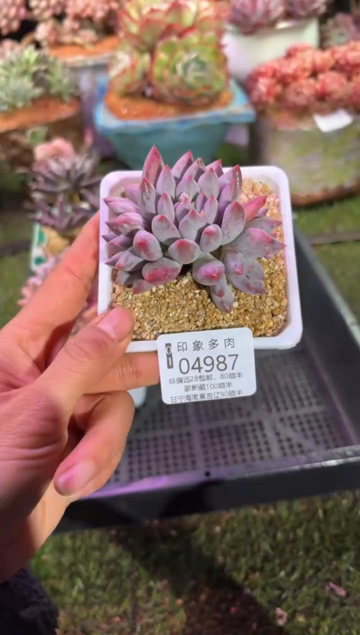 【闪购商品】04987