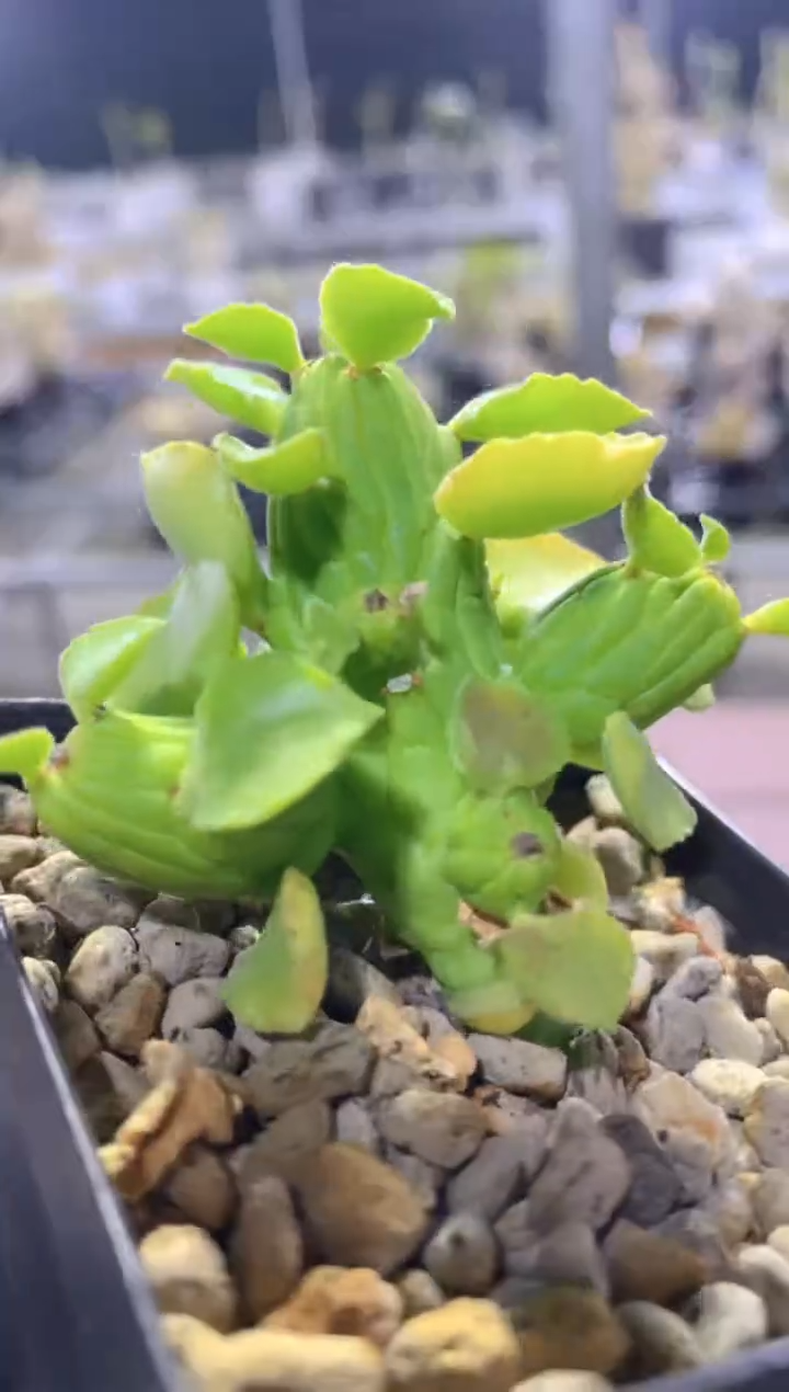 【闪购商品】茎足单线戟FA-6575