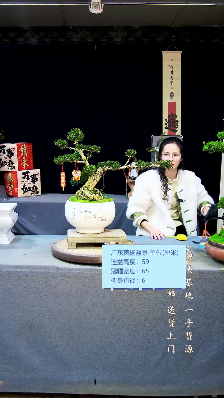 【闪购商品】雀舌皱皮黄杨盆景雀舌皱皮黄杨盆景