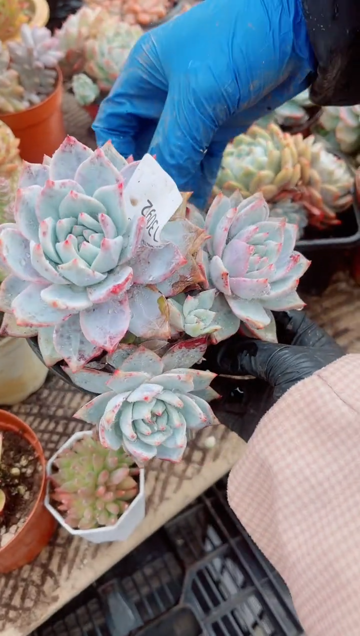 迷***熊跃跃精品多肉13092