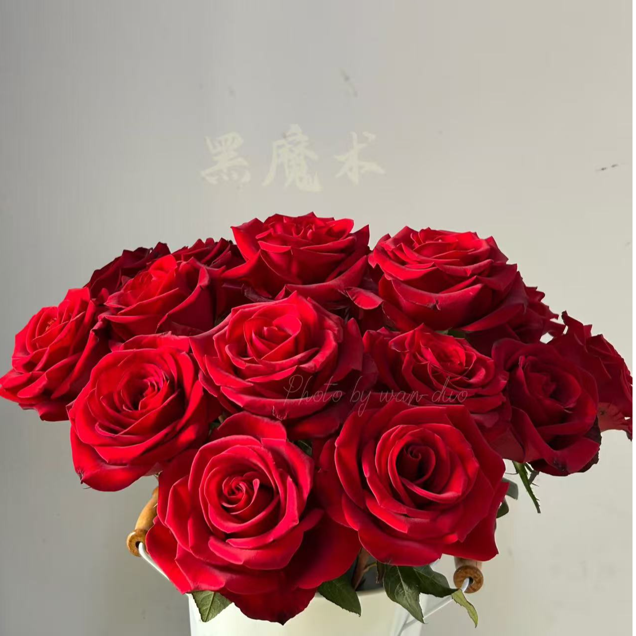 玫瑰大叔 黑魔术 灌木切花大花茶香味耐热耐晒 庭院阳台花园种植