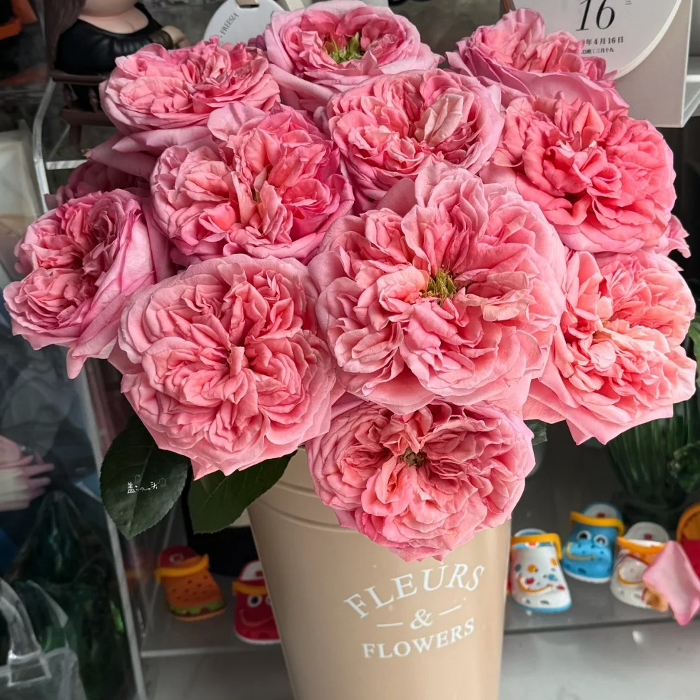 【月亮花圃】单头（伦敦眼）玫瑰  1单普通快递，2单以上顺丰冷链