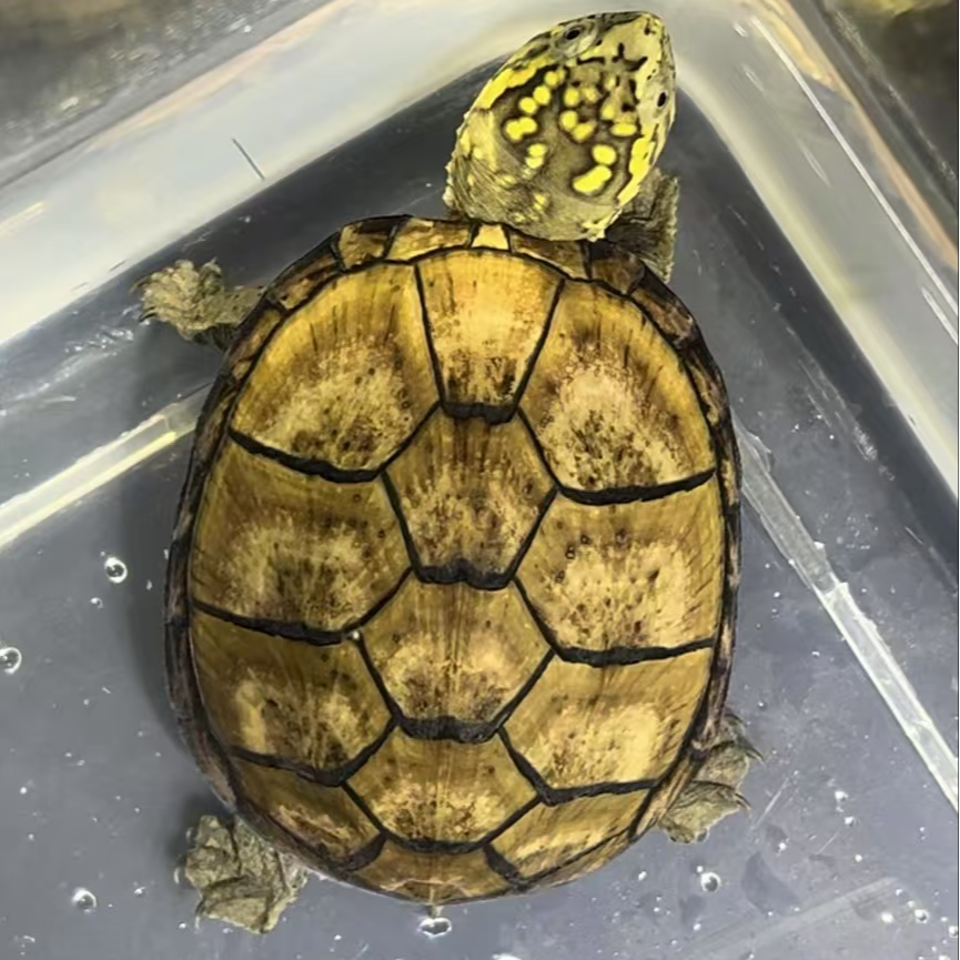 虎纹巨头头盔剃刀麝香果核欧泽黄泽观赏龟宠物龟冷水【直播选龟】