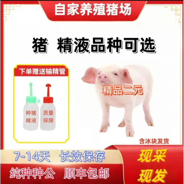 猪精液二元种猪精液2瓶60ml