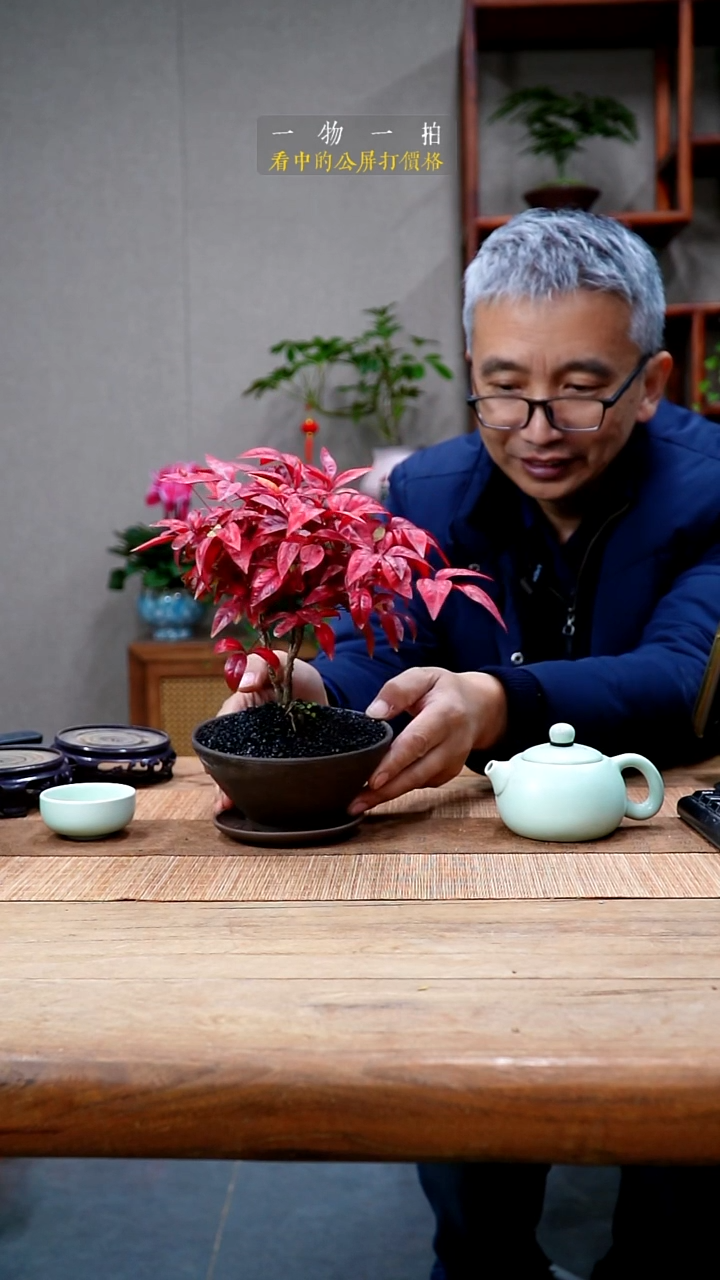 完全开放范****）001南天竹