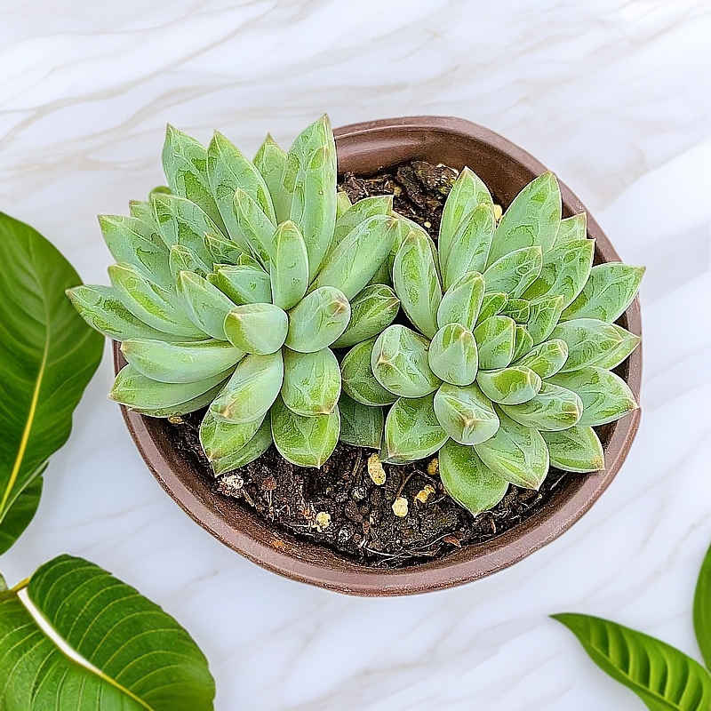 陨石2盆 美人系列  带盆发货 多肉【满15包邮】新手好养 贵货