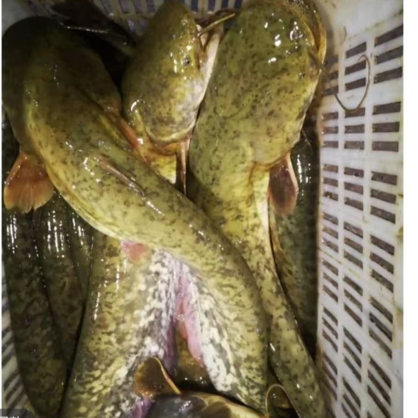 冰鲜现捞土鲶鱼生态养殖