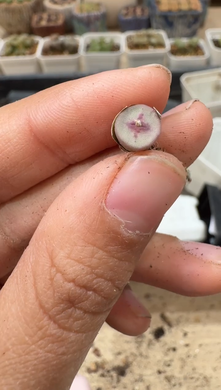 多肉植物肉锥4-70