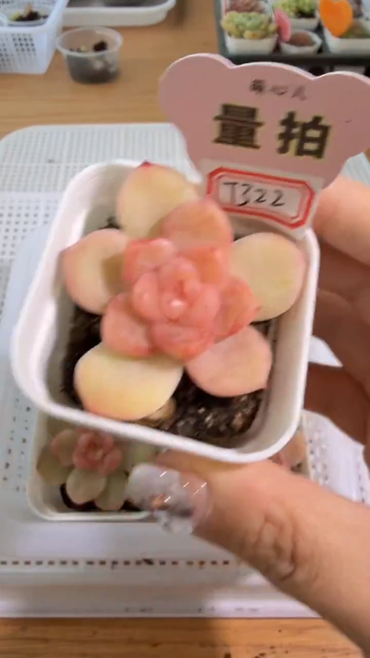 T322 单双混 五方一盆 量拍混发
