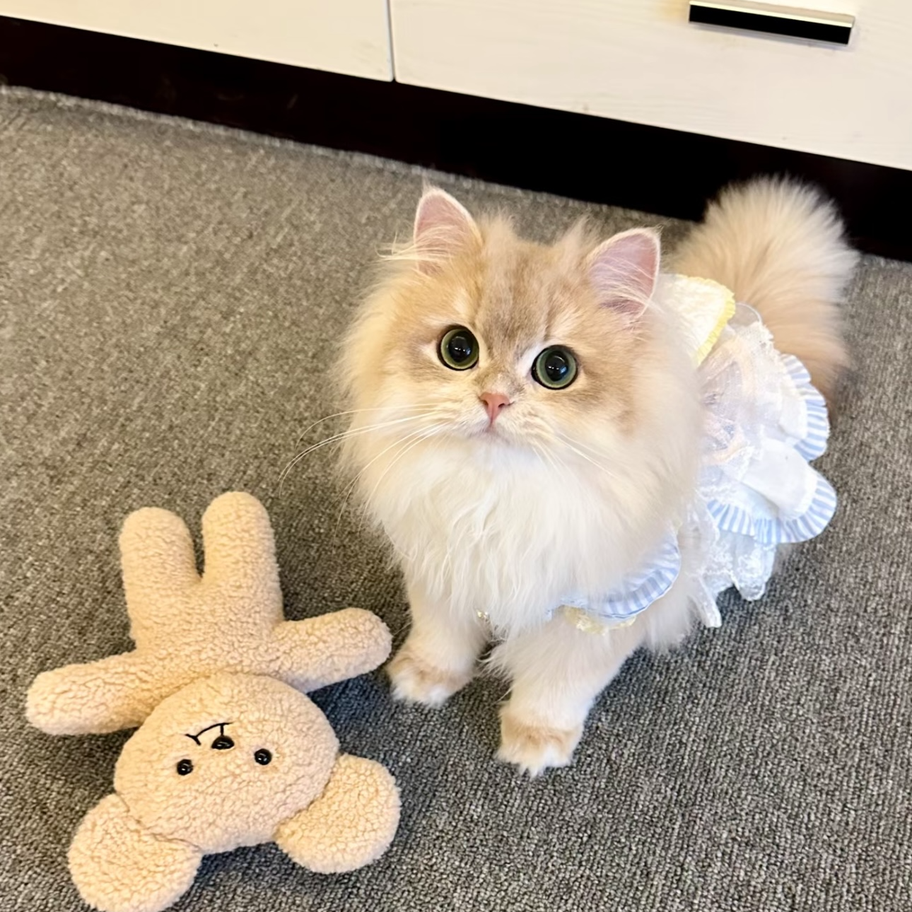 布偶猫金渐层银渐层蓝白等