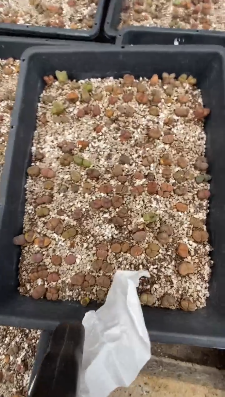 7313直播间一物一拍脱土发货