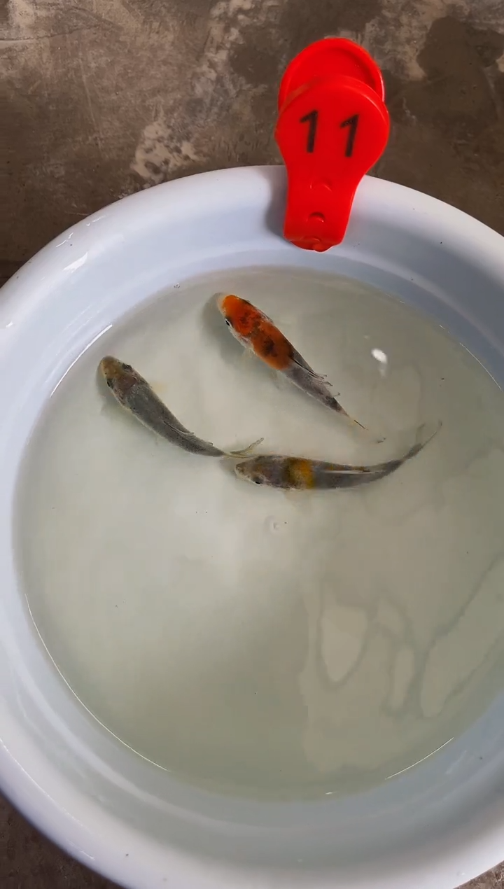 锦鲤锦鲤活体2号链接