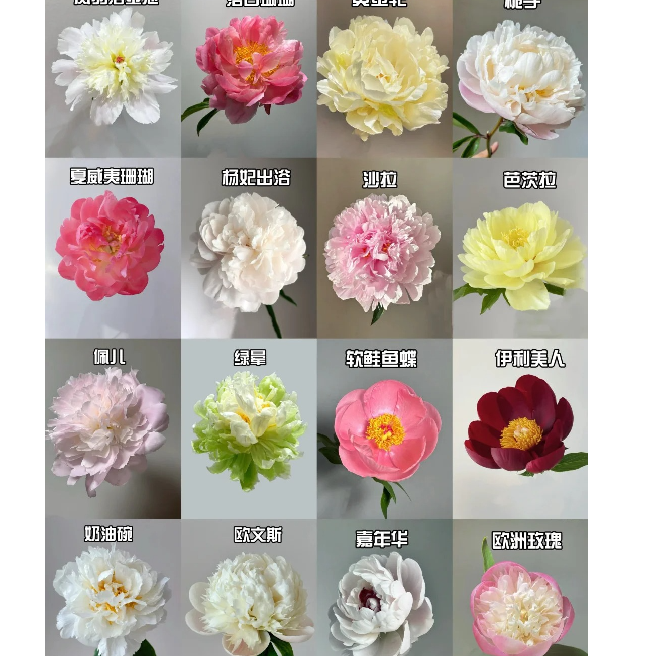 【PP专属┃芍药】昆明斗南直发