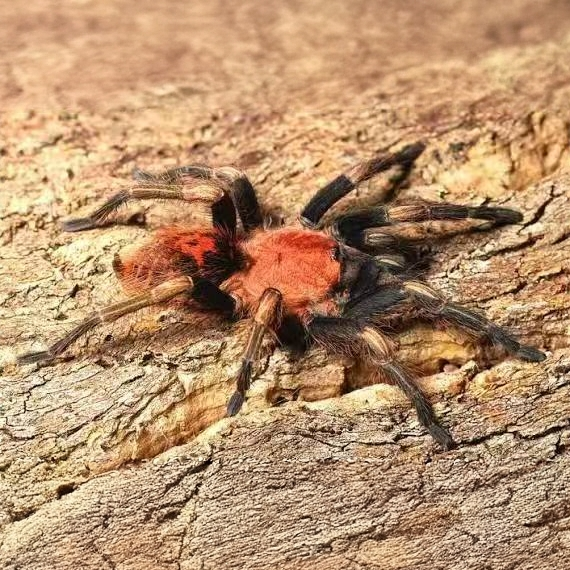 瓦哈卡亚翡翠老虎尾Davus sp. oaxaca宠物蜘蛛活体