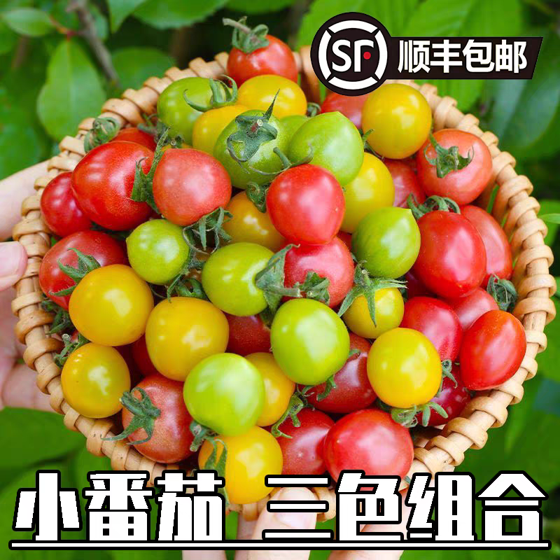 （2A单颗果重5-10）产地直发现摘新鲜三色小番茄酸甜多汁顺丰包邮