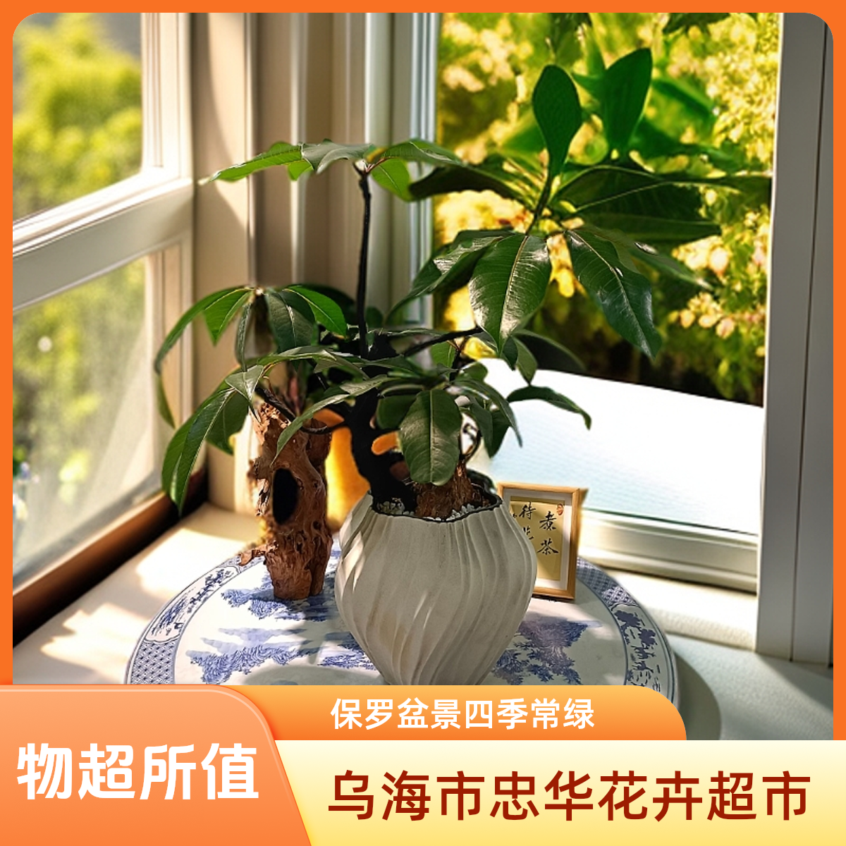 【保罗盆景】四季常绿植盆栽室内外北欧网红除甲醛盆景【花高约80cm、冠幅65cm】