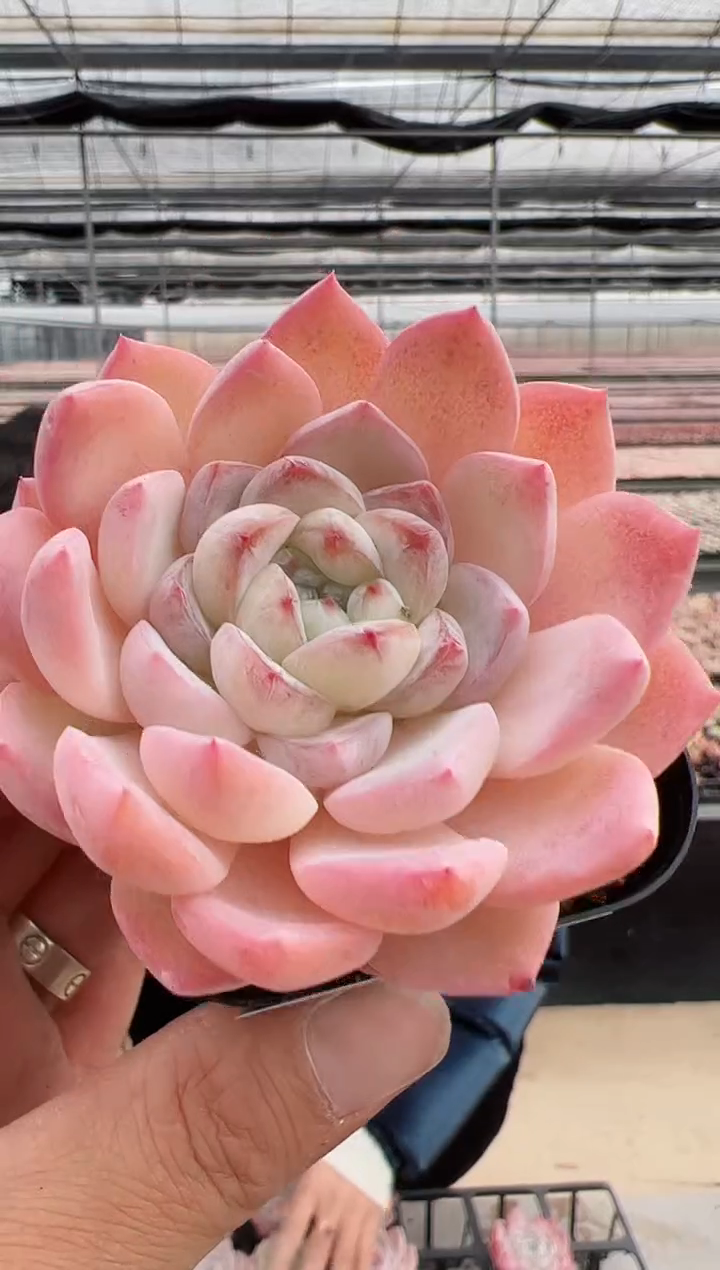 【闪购商品】新款多肉（心梦）178