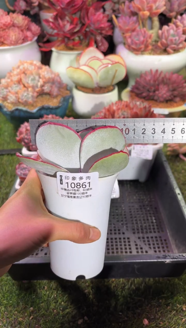 【闪购商品】10861