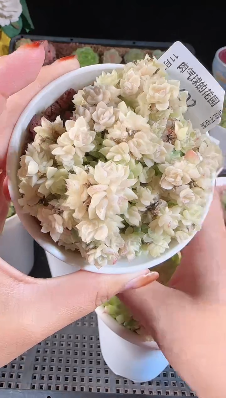 1113-492群生不包整