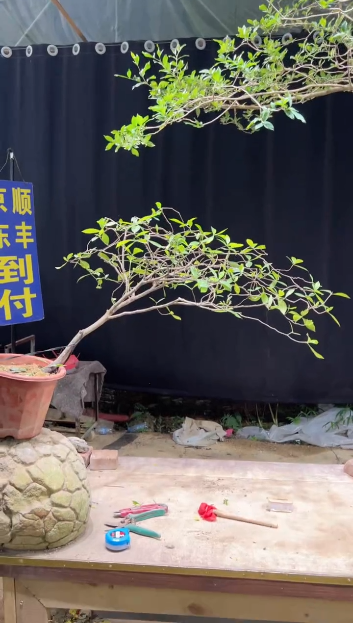 当前无花朵，栽培后可花朵l****n海岛栀子花
