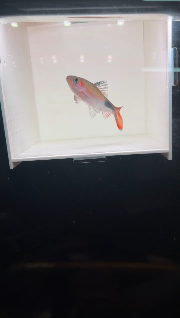 工具鱼彩虹道人11