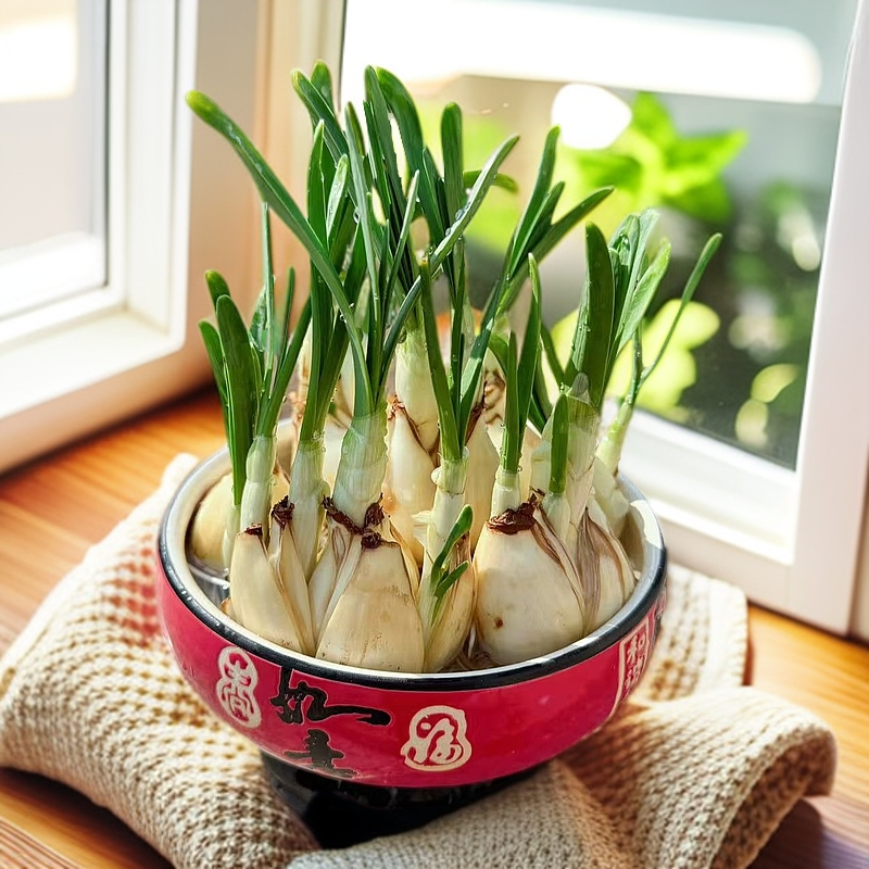 漳州水仙花单复瓣重瓣带根带芽带陶瓷盆室内好养易活年宵花红福盆