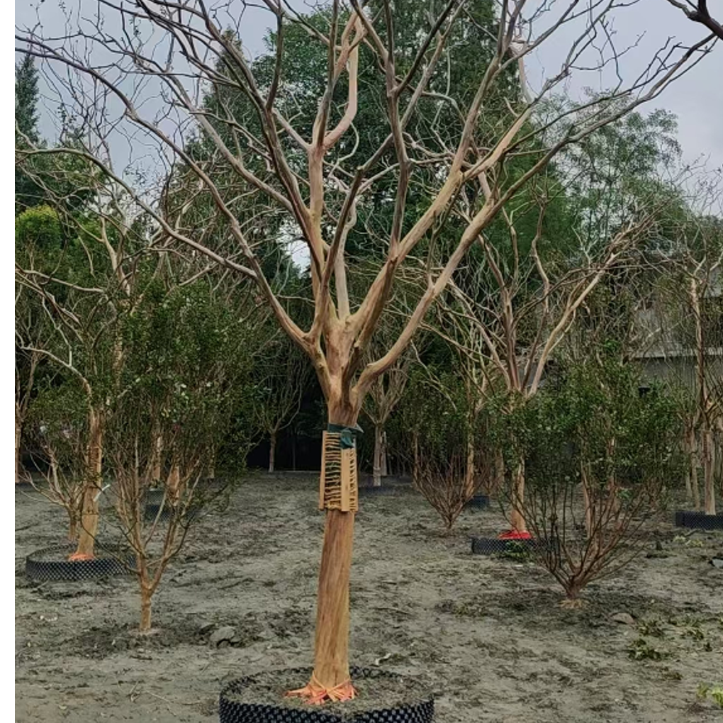 川红紫薇树绿植耐热耐寒适合庭院花园盆景地栽紫薇花树苗直播花卉