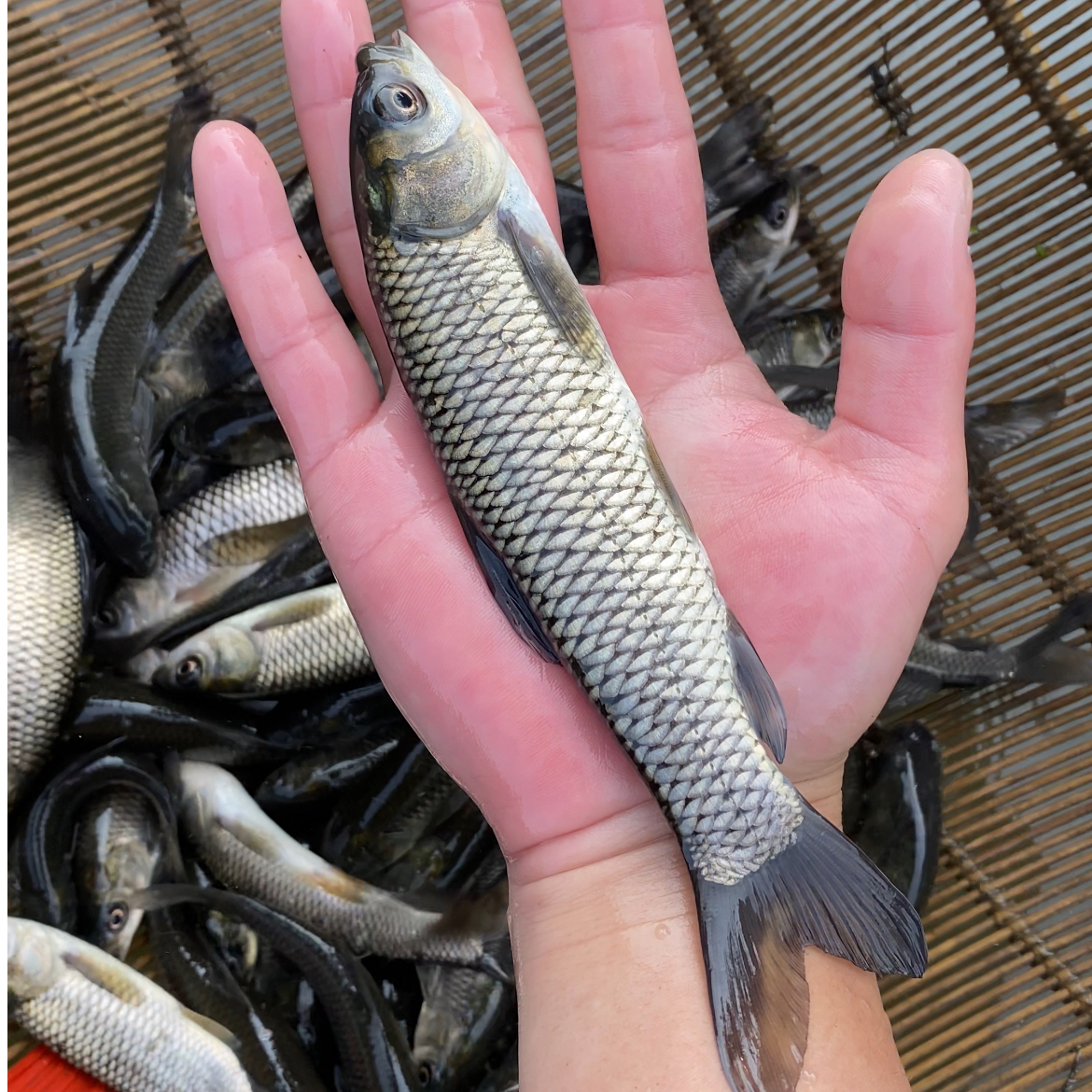 四川草鱼 长江草鱼 淡水养殖  水族观赏宠物鱼
