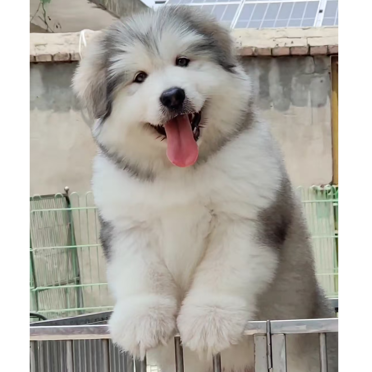 （小马精品犬舍）T狗狗活体