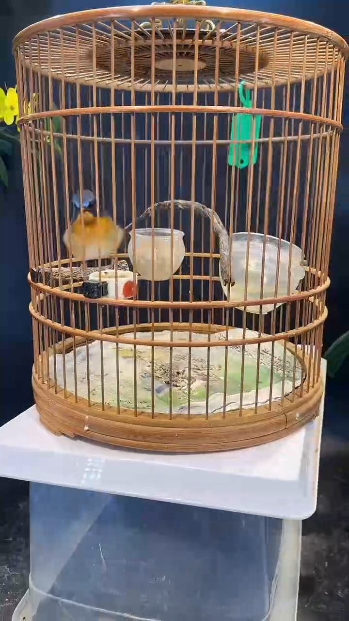 34号 山岚 养笼  0元起拍