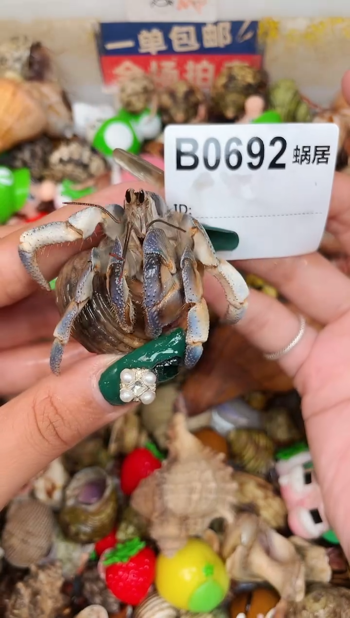 陌派甄选寄居蟹0692