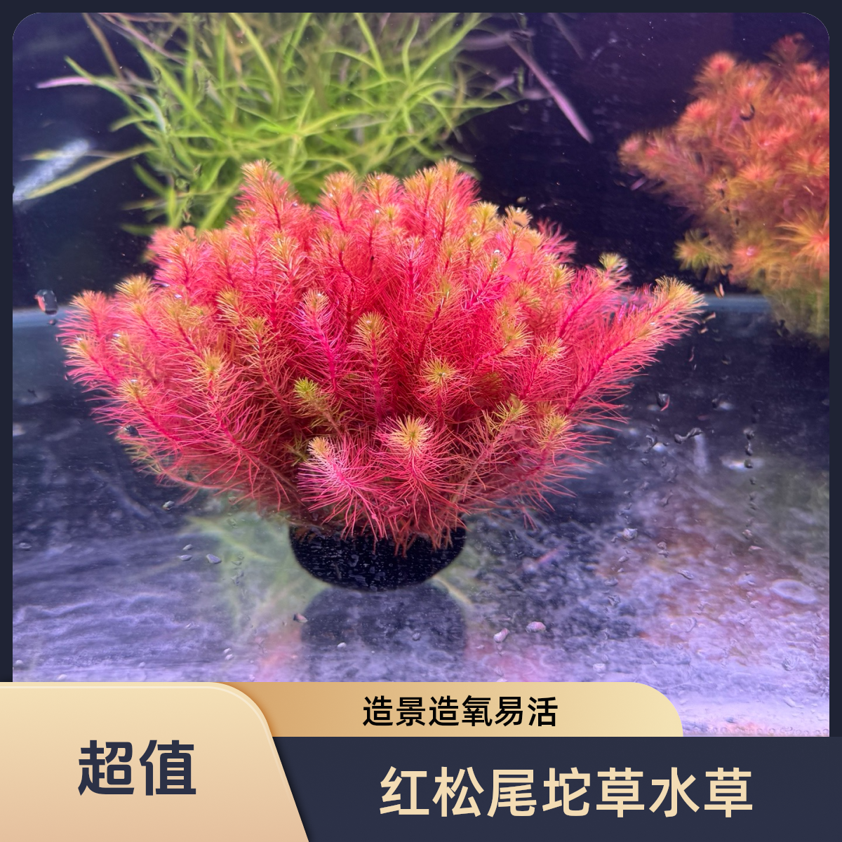 【红松尾坨草】阴性水草 造氧水草鱼缸造景 无需底沙