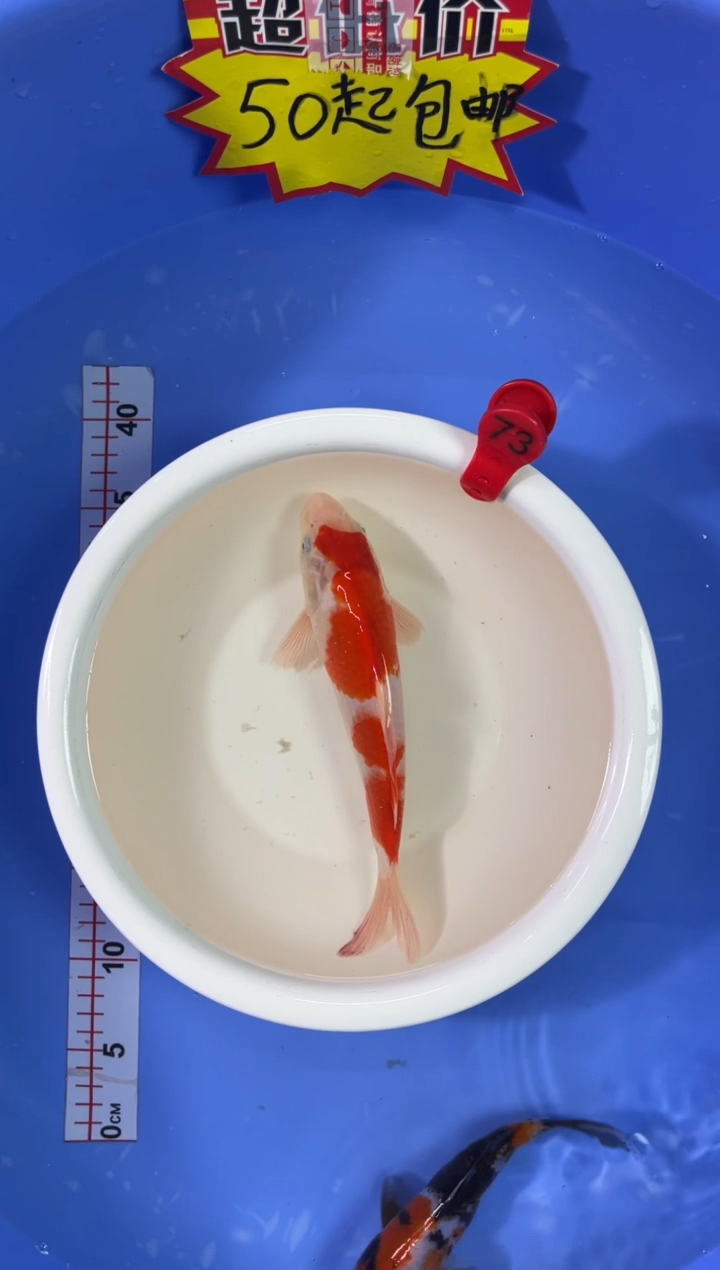 锦鲤活体二号链接