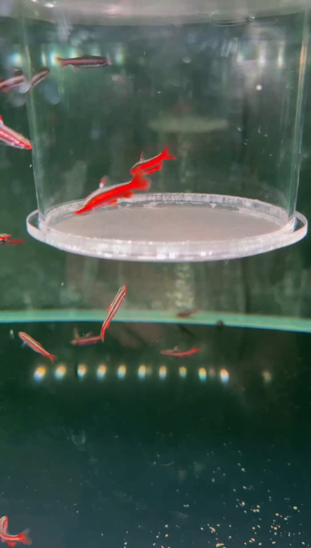 灯科鱼火焰铅笔*2（蒙眼）