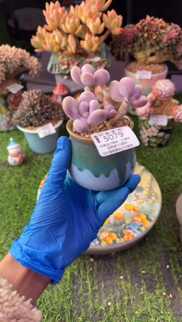 昆明印象多肉5079