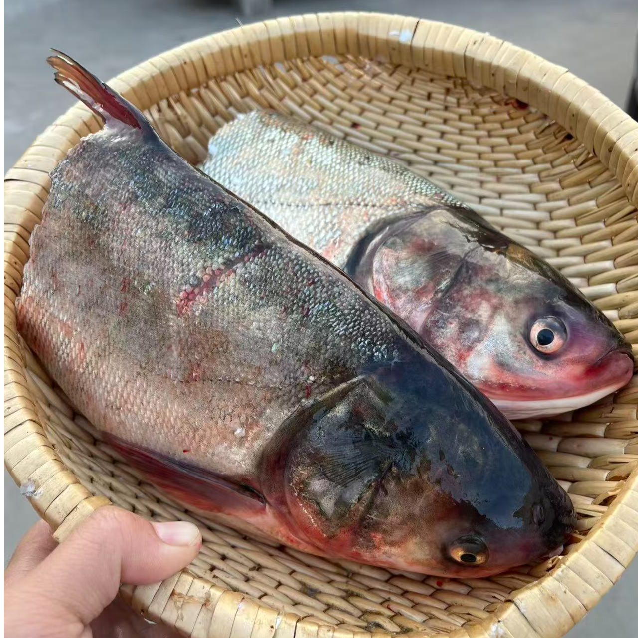 .【野生鱼-白鲢鱼头-肉多】微山湖鲢鱼头肉多