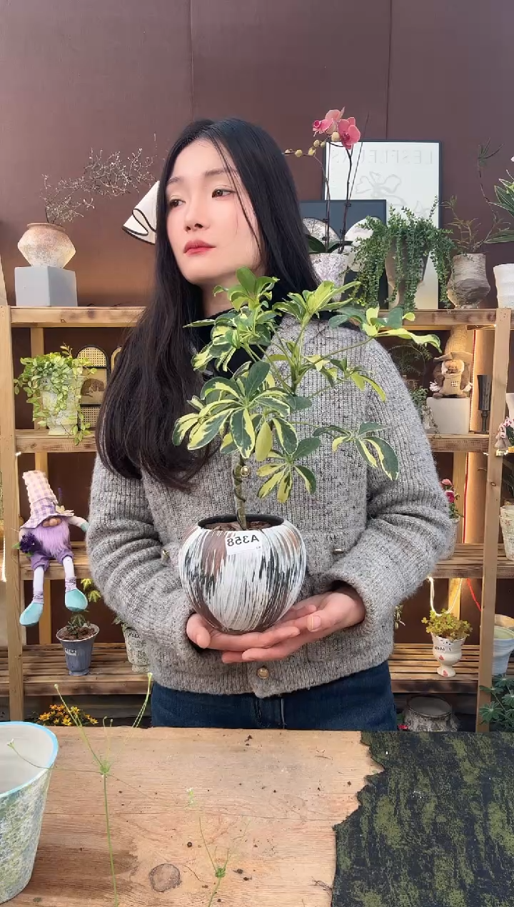 以实际为准小*儿花鸭加盆一套358