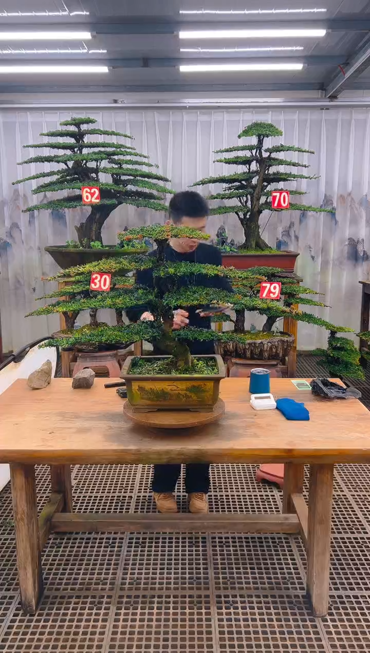 无花朵博****超精品盆景直播间一物一拍