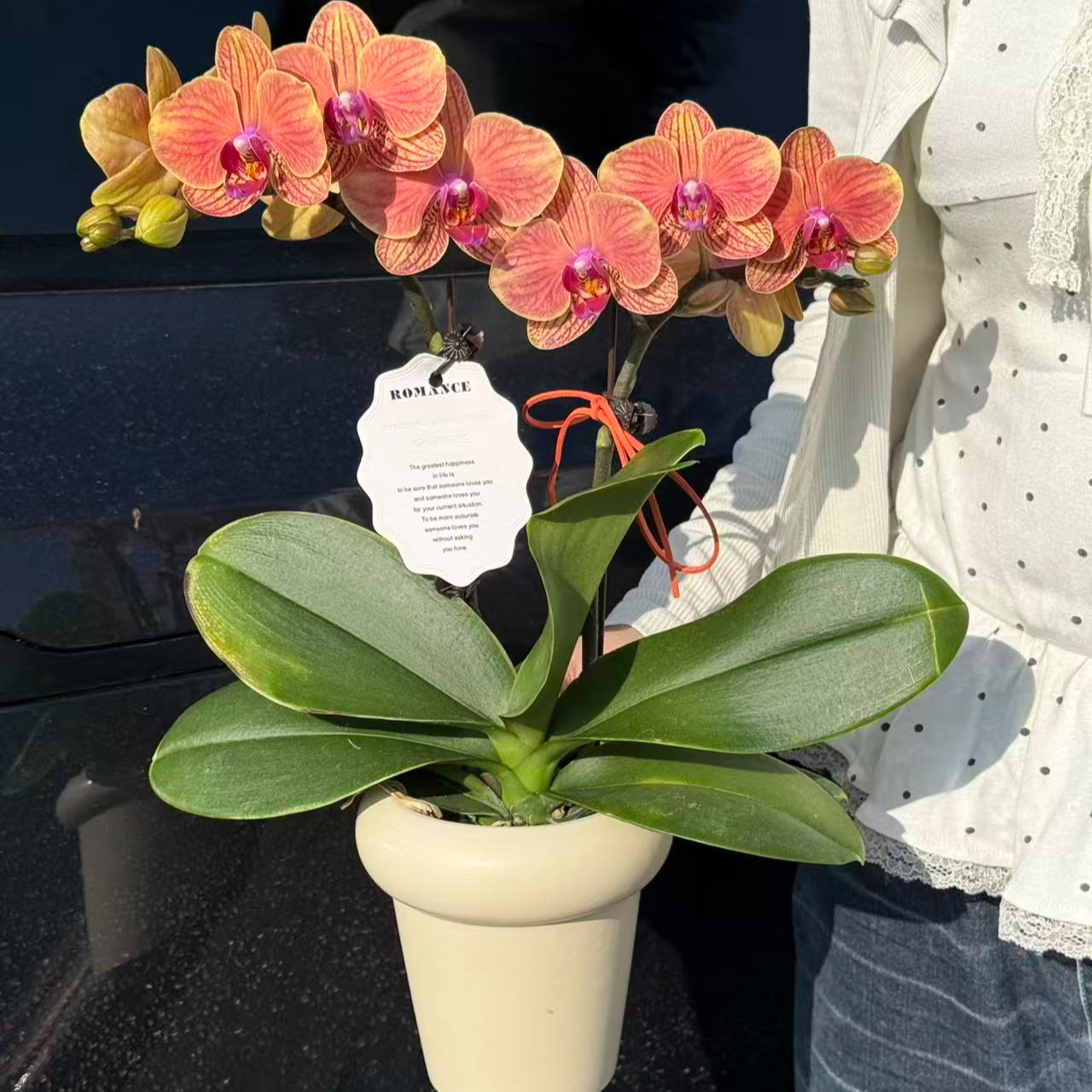 稀缺色系【吉利】蝴蝶兰精致组盆花卉带 