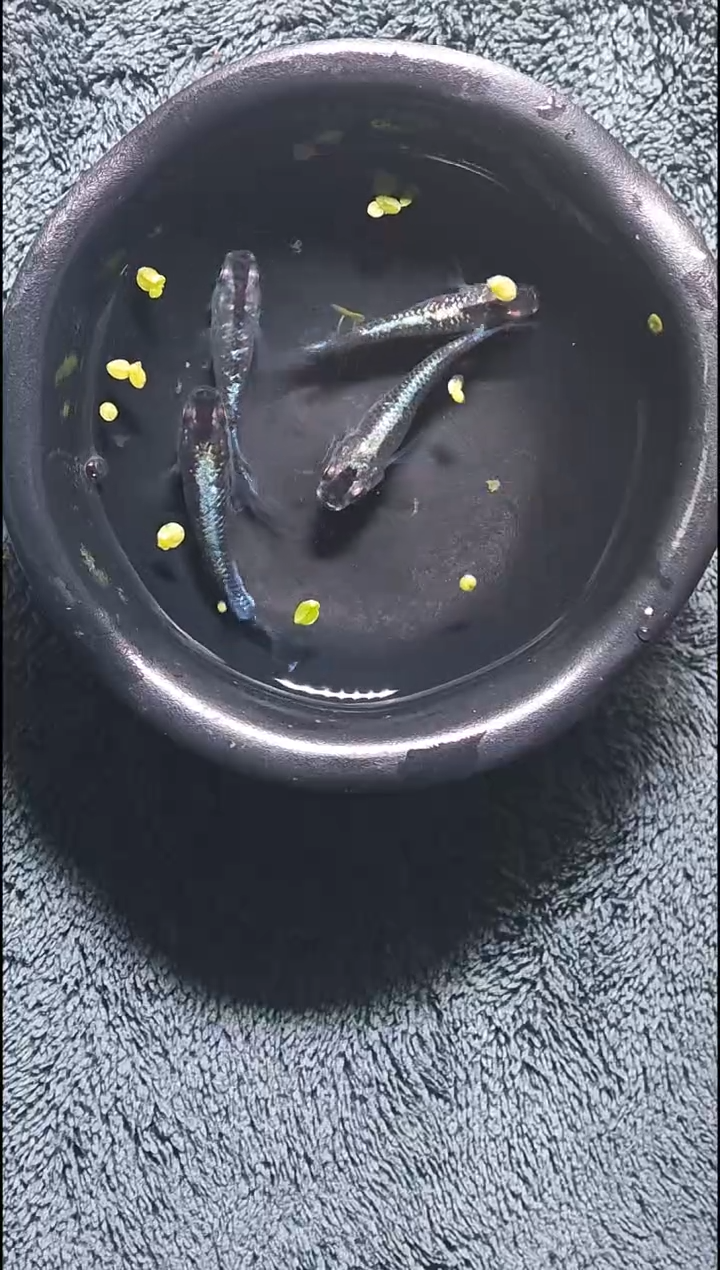 青鳉鱼观背青鳉09